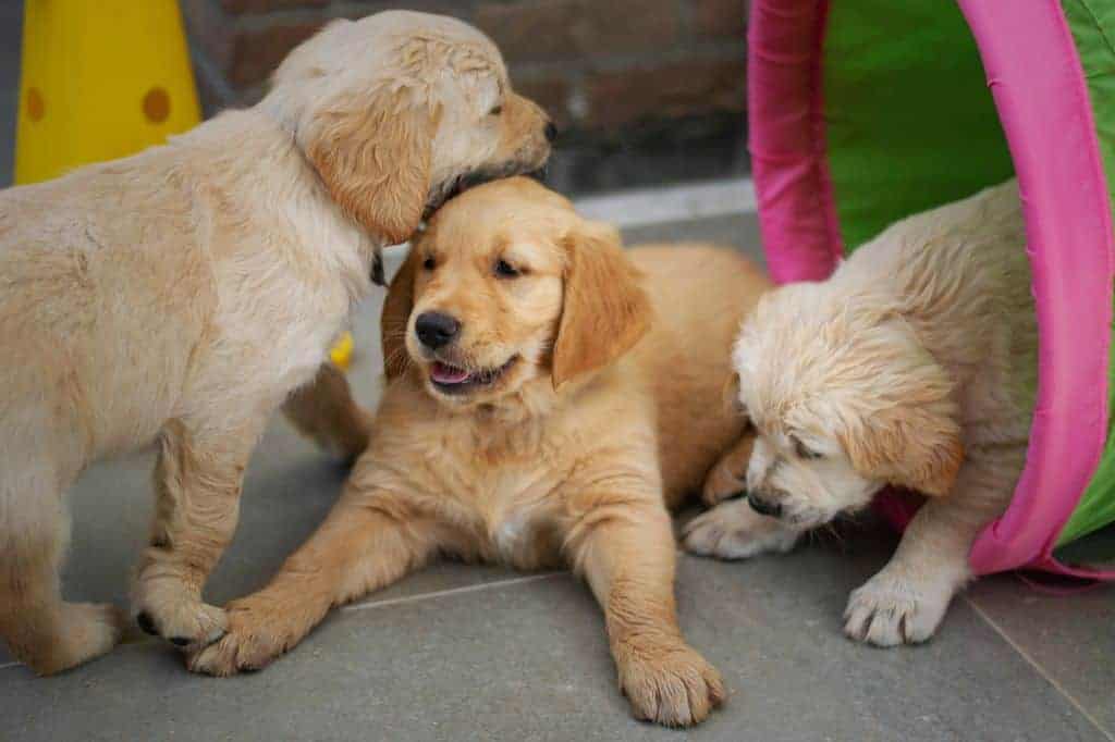golden retrievers enjoying social enrichment for dogs by playing together