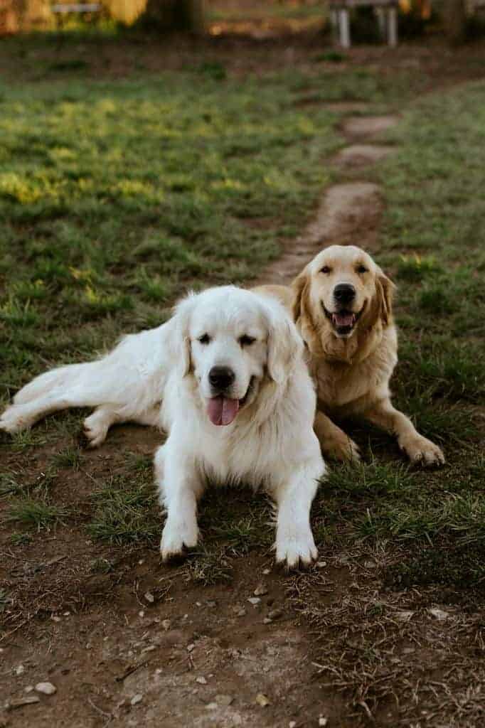 two senior dogs enjoying social enrichment.