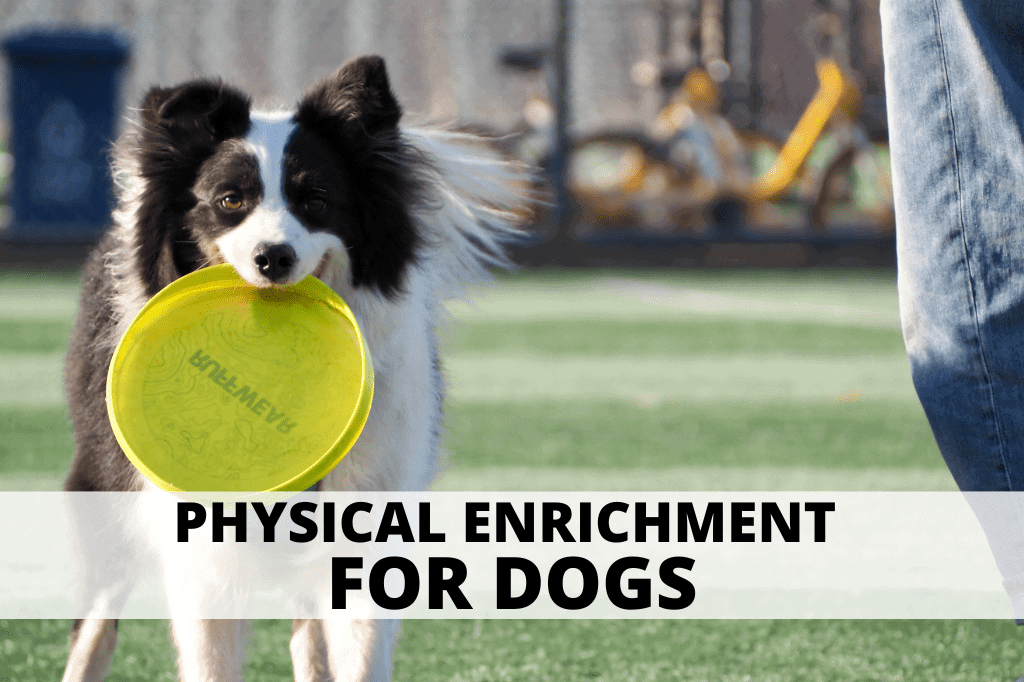 a dog enjoying canine enrichment. text reads physical enrichment for dogs.
