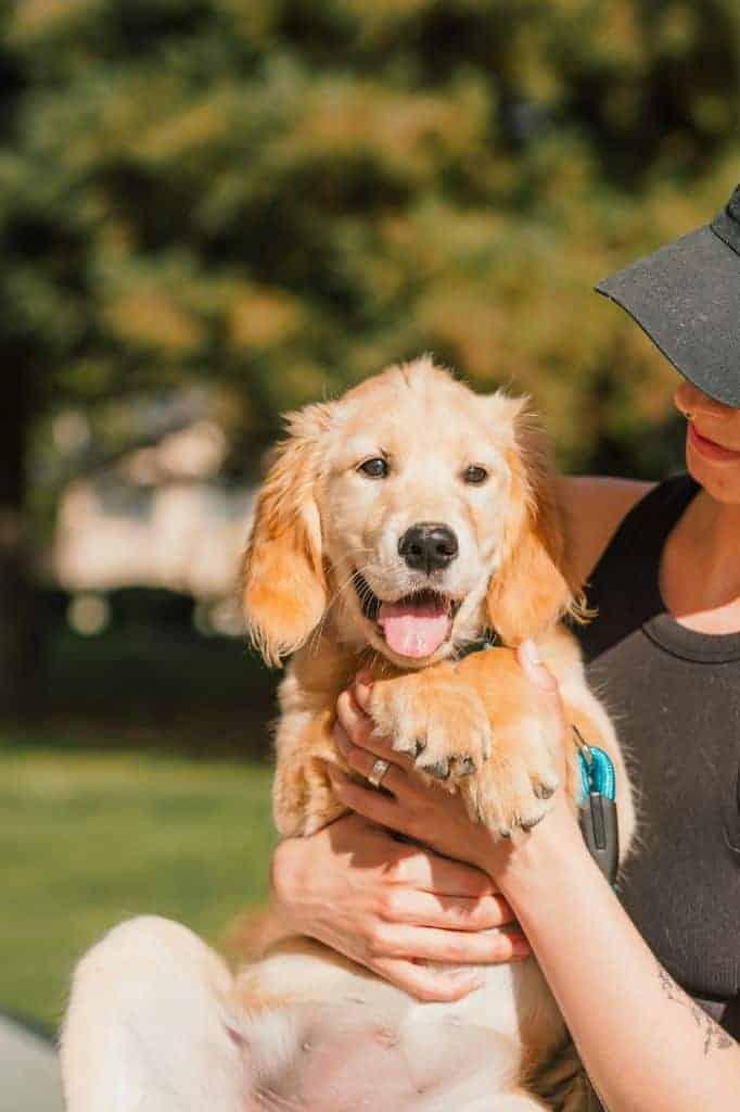 a girl holding a golden retriever dog as an answer to what is social enrichment.