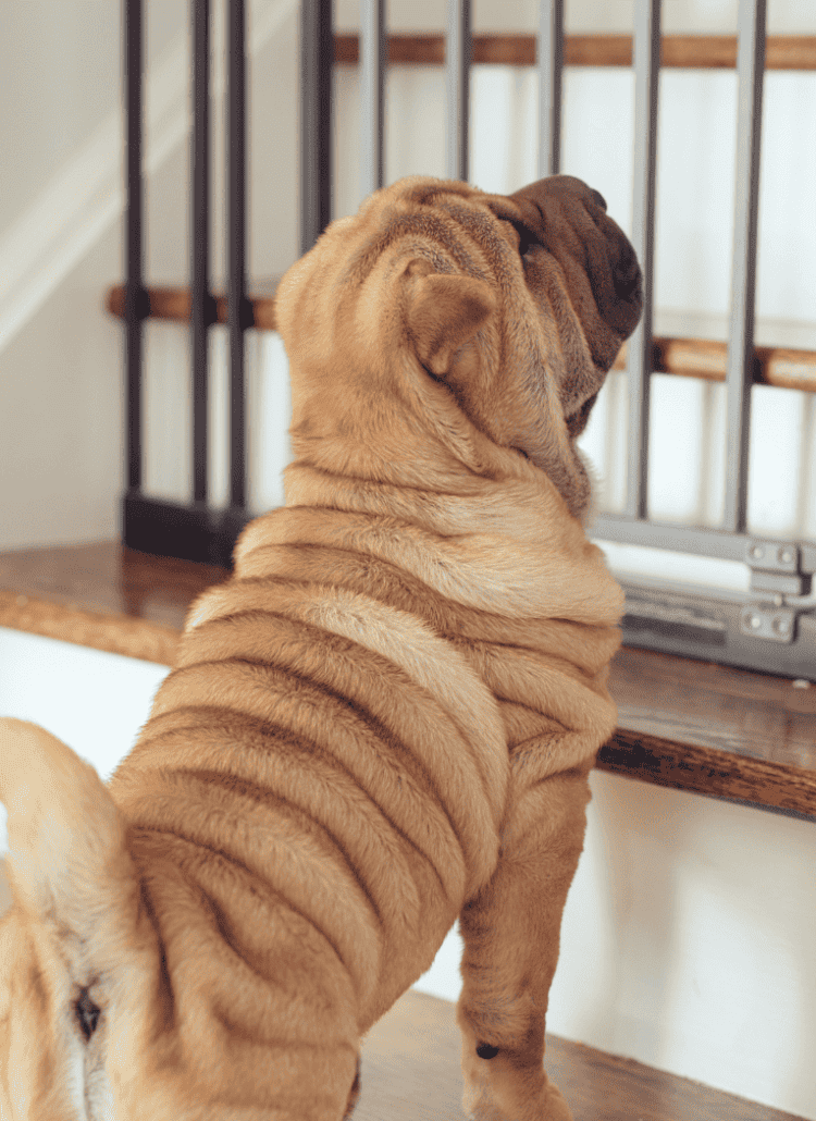 a puppy staring at a dog gate for a post about acrylic dog gate options.