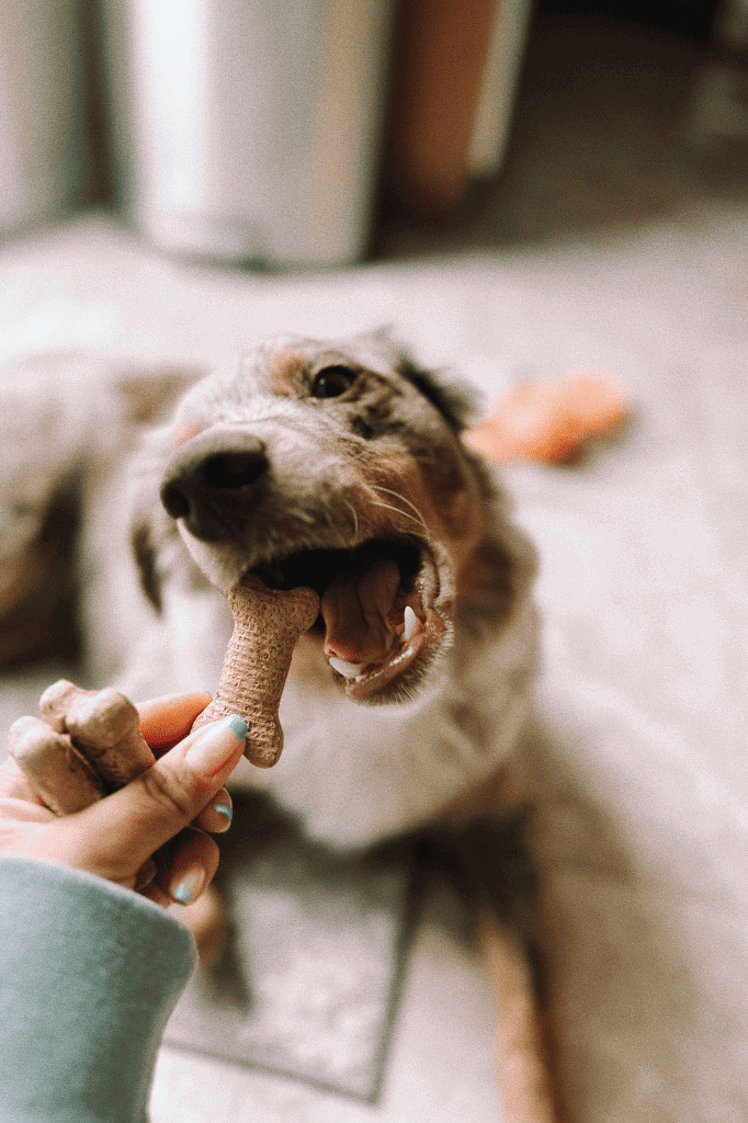 a dog being fed a treat as part of food enrichment