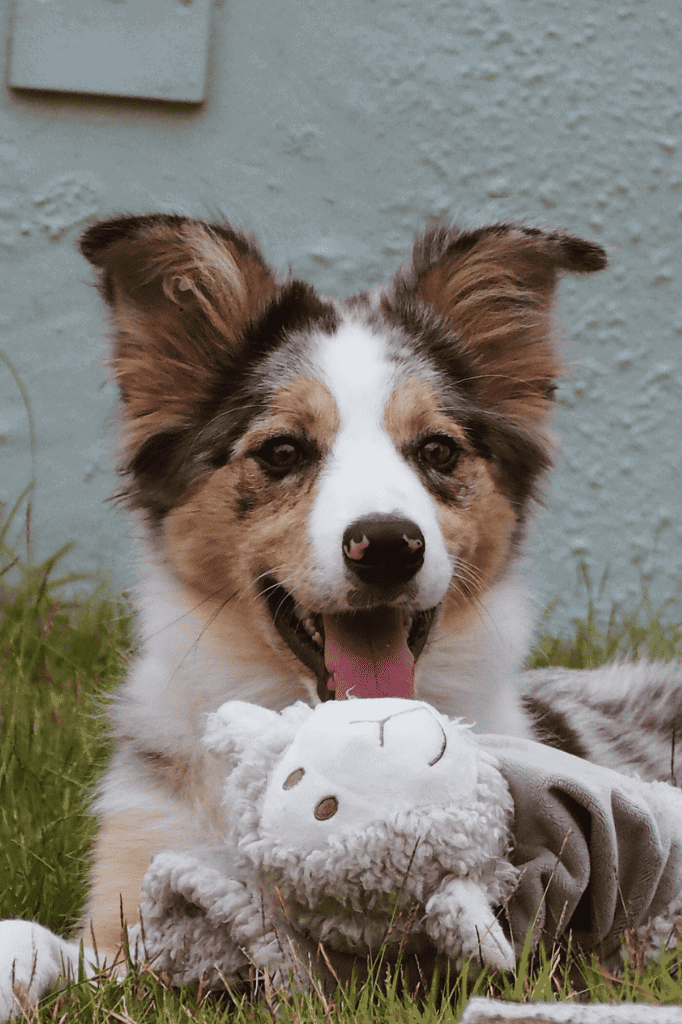 a dog listening as part of sensory activities for dogs