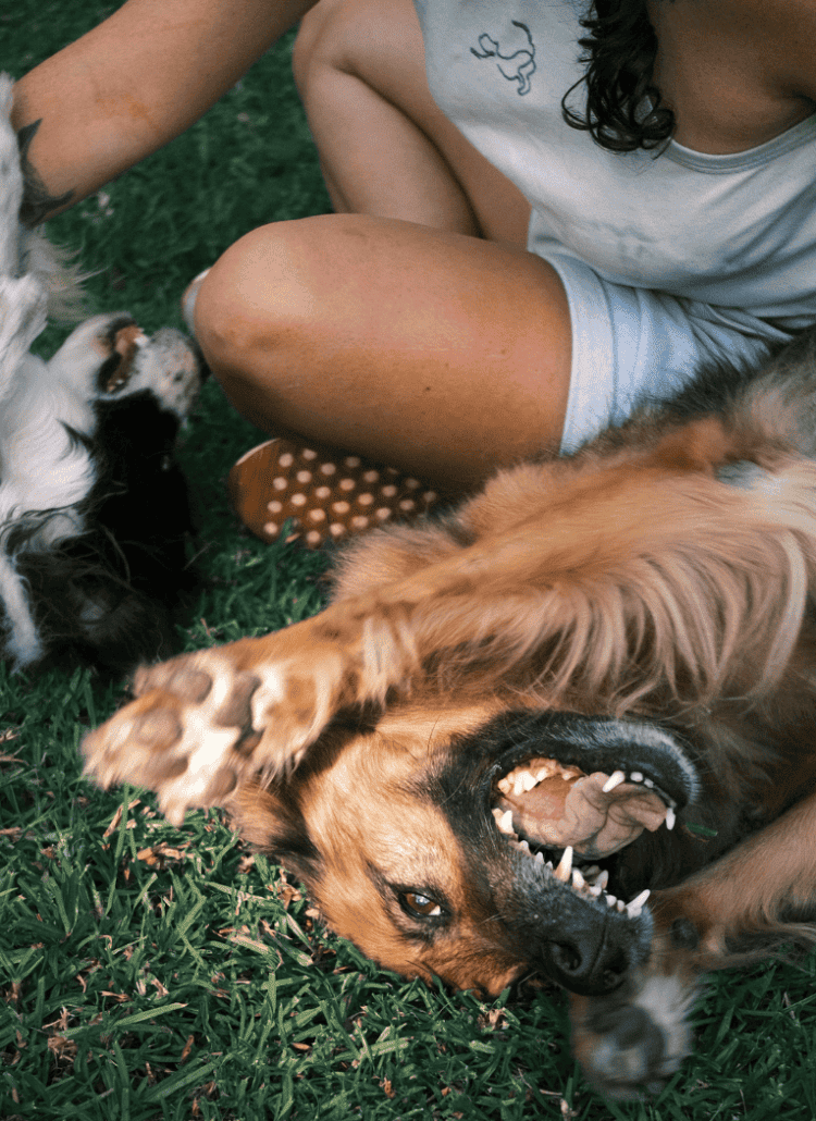 a girl engaging in sensory enrichment for dogs by playing with them on the grass