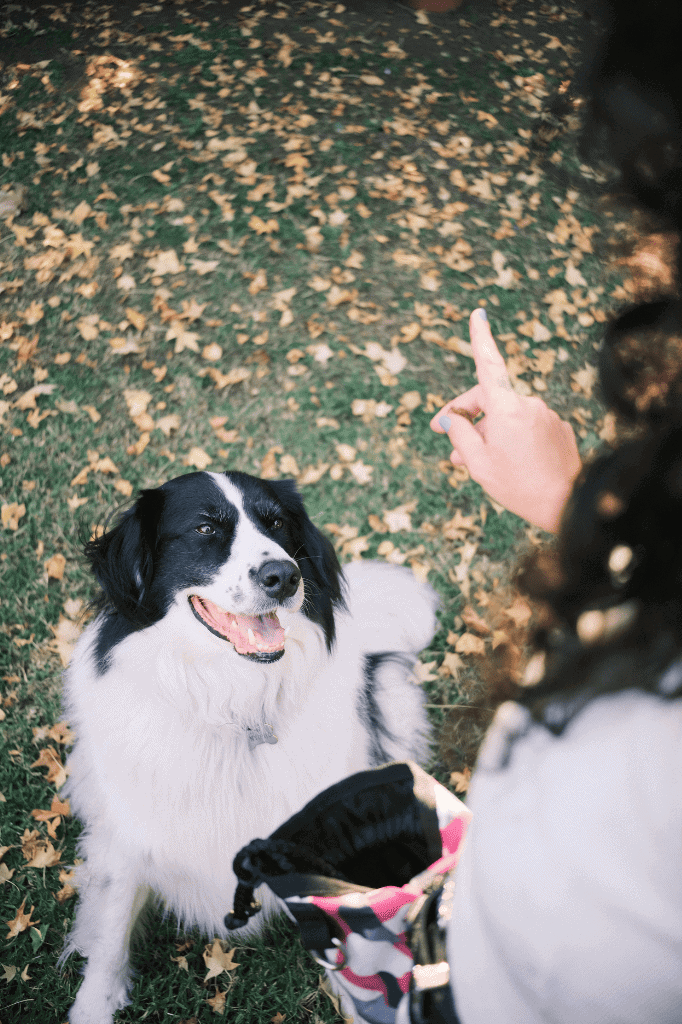a girl practicing sensory enrichment with her dog
