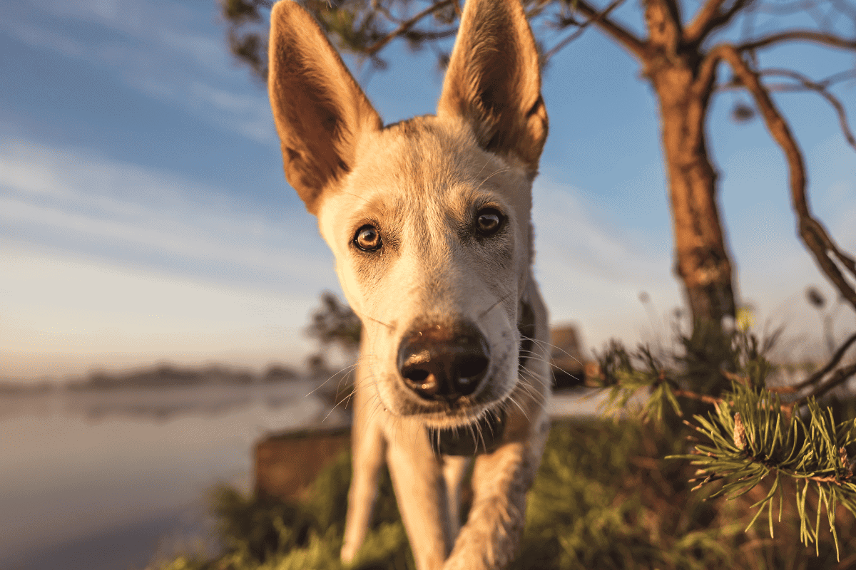 an image of a dog for a post about middle names for dogs.