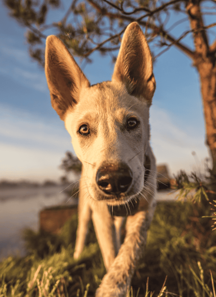 an image of a dog for a post about middle names for dogs.