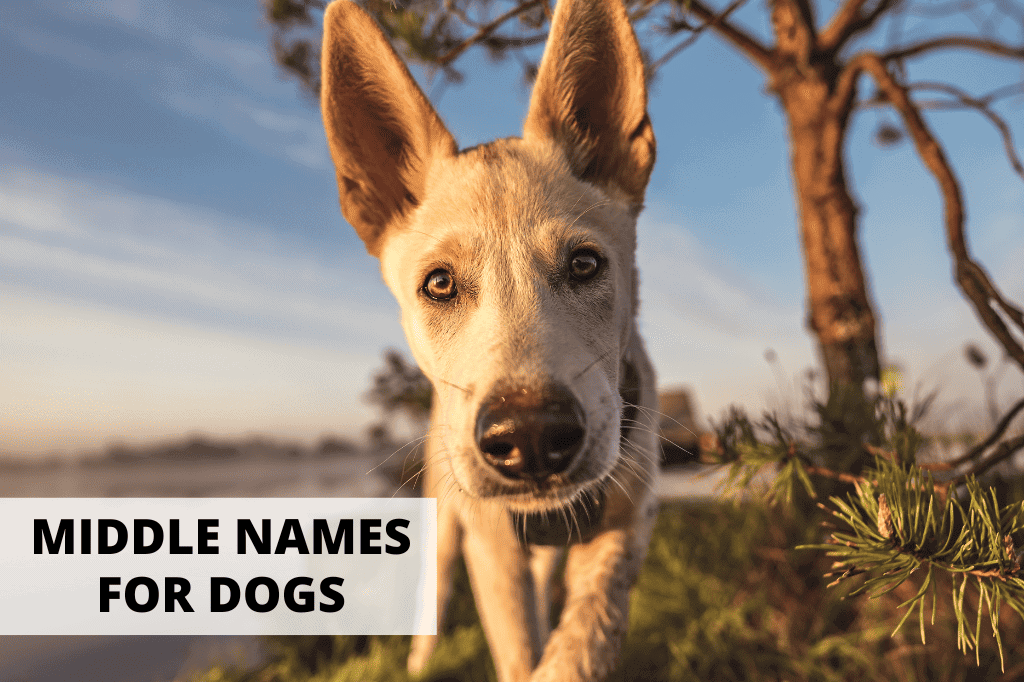 cute dog looking at the camera for a post about middles names for dogs.