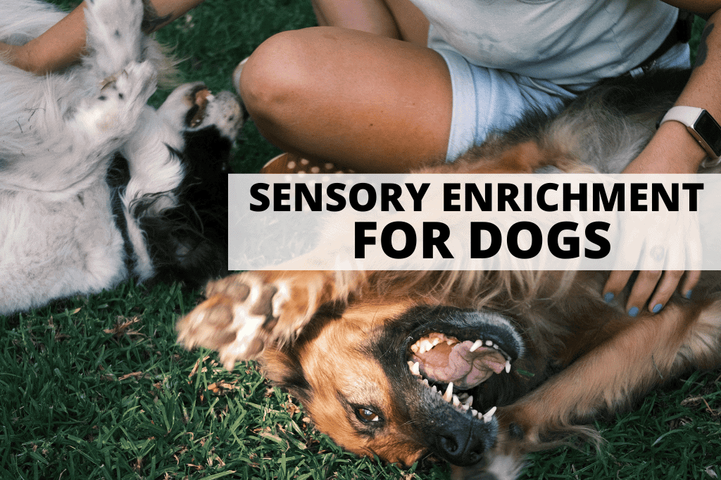 two dogs laying on the grass being pet by their owner. an example of sensory enrichment for dogs.