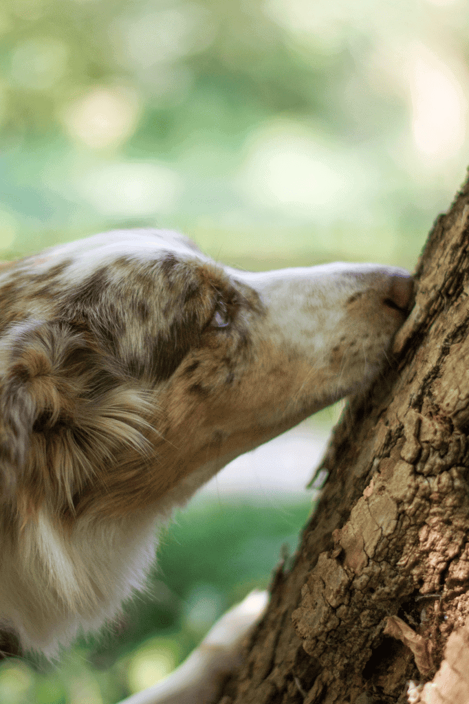 a dog sniffing tree bark as part of a sensory enrichment activity.