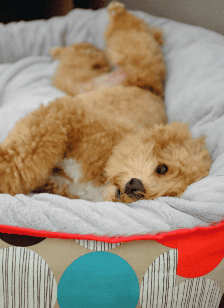 an image of a dog on his bed filled with stuffing that needs to be washed.