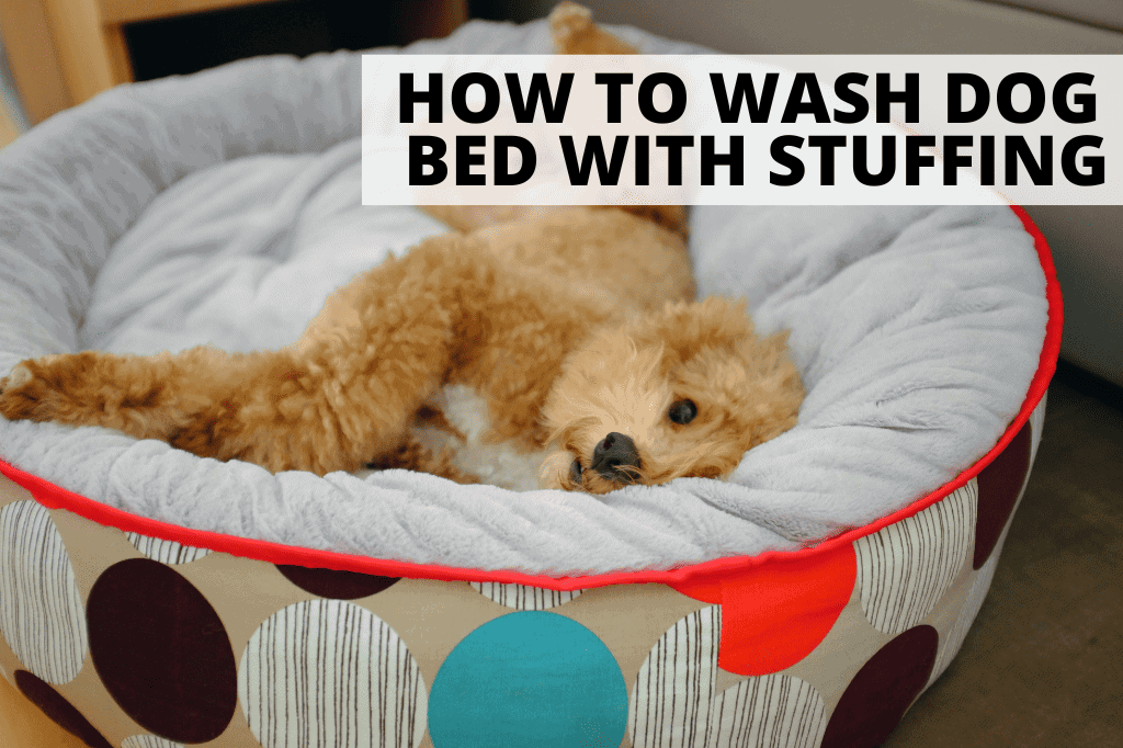 a dog laying on his bed for a post about how to wash a dog bed with stuffing.