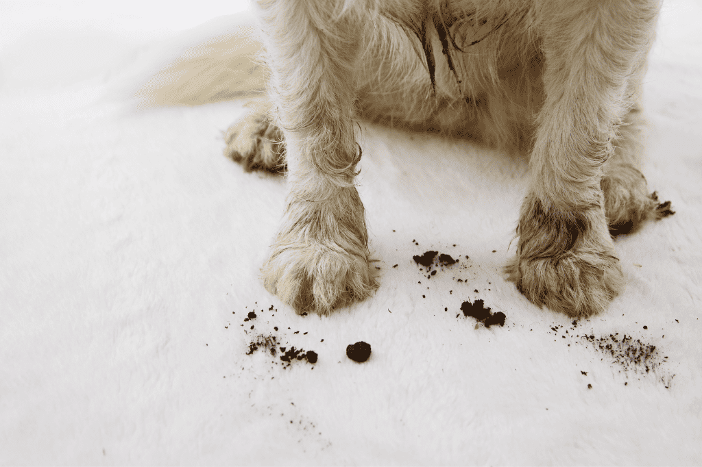 a dog with muddy paws who needs his dog bed washed